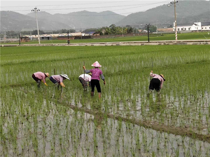 人工除草