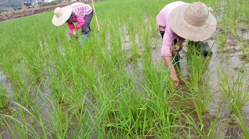 种植基地